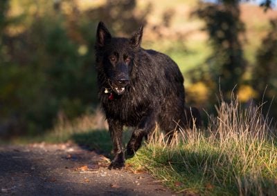 black long coated german shepherd
