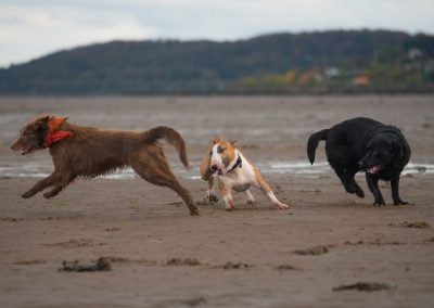 3 dogs playing