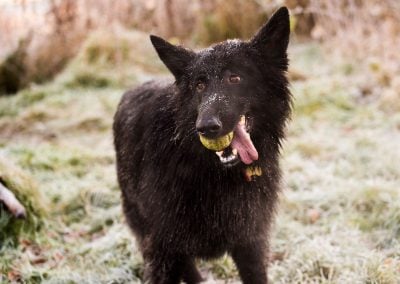 forst covered german shepherd