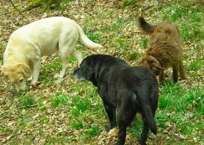 Bes with Ruby and Bonnie