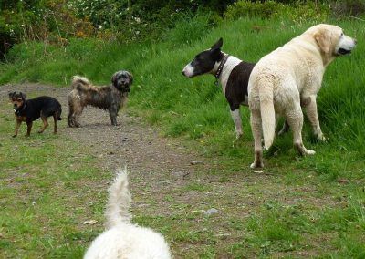 five dogs