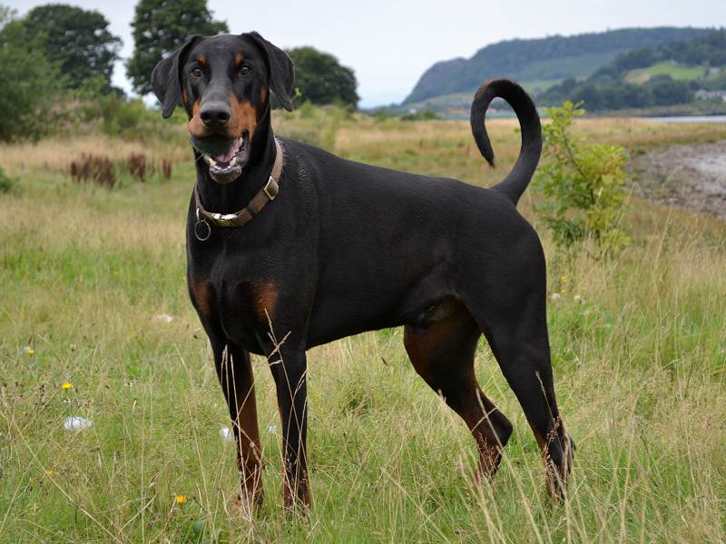 Doberman dog