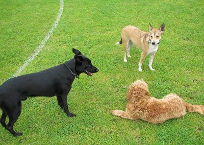 Bailey with friends