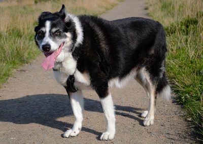 old border collie