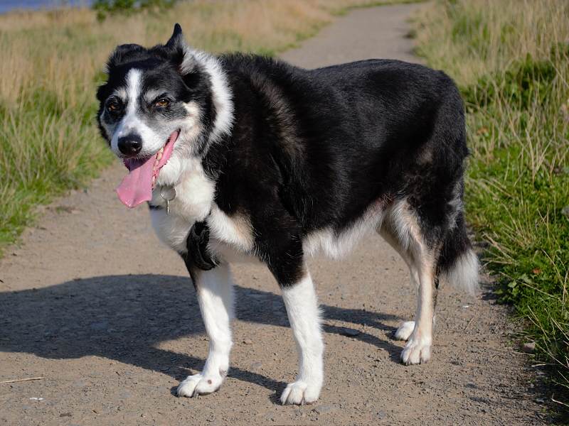 old border collie