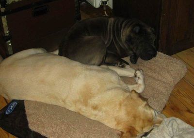 Pet sitting at their own home