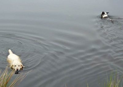 Lab and Bullie swimming