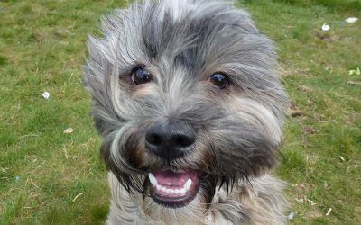Hey Cutie! Lhasa apso Ruffles!