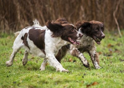 two springer spaniels running