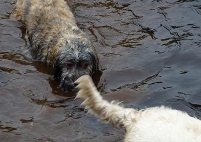 lhasa apso in water