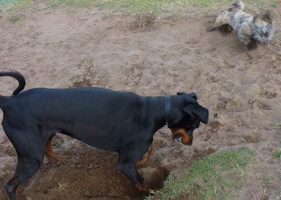 doberman digging