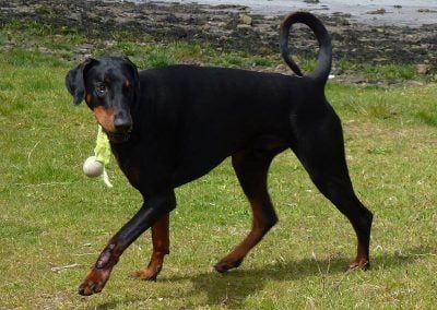 dog with broken tennis ball