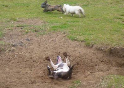 dog rubbing in sand