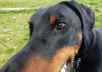 dog with big nose
