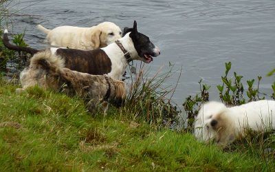 Wilfie led the way to the lake! Dogs at lake