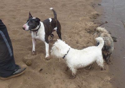 Giving the dogs a treat!