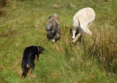 dogs playing in long grass