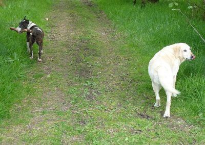 dogs looking round