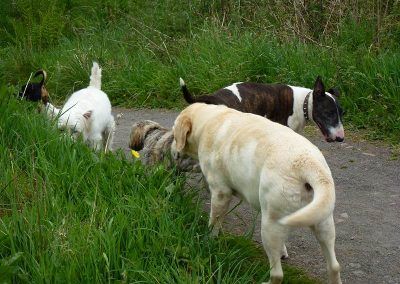 Dog walking in Langbank