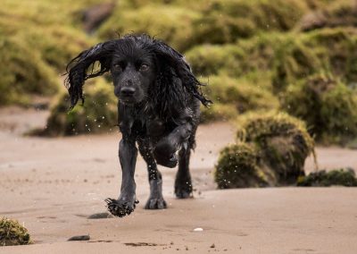 small black working cocker