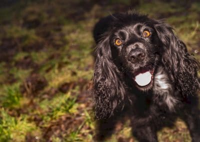 Black working cocker spaniel