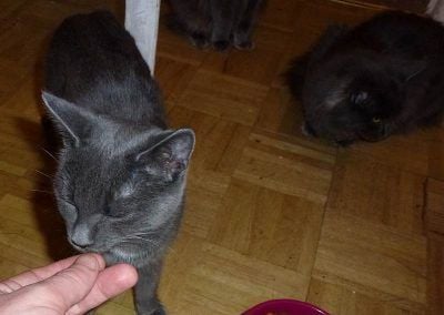 Giving the cat a treat!