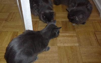 Wee treat for the young 'uns! cats eating treats