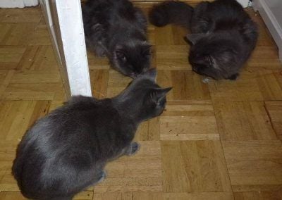 cats eating treats
