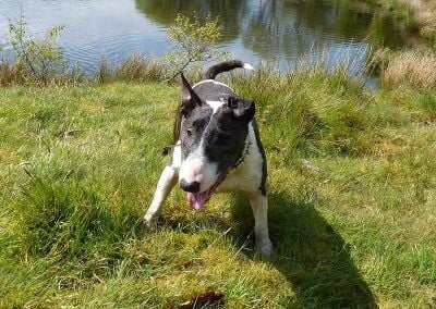 Wilfred the bull terrier just out of the lake!