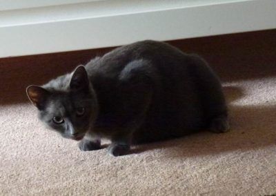 heavily pregnant cat