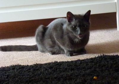 hungry pregnant russian blue cat