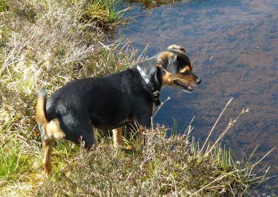 king charles cross at pond