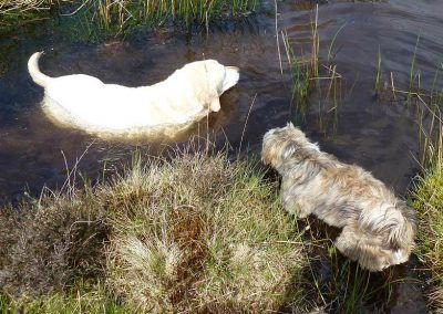 Dogs in pond