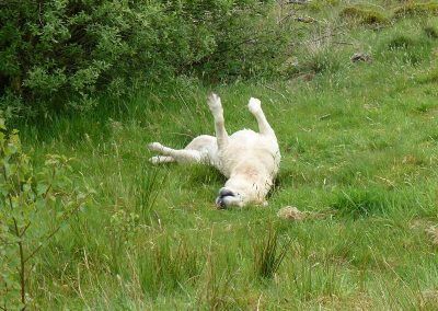 Bonnie just after a swim!