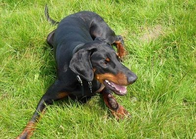 Langbank Doberman