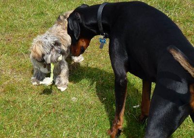 lhasa apso and doberman want ball