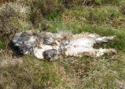 dog sunbathing