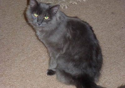 long coated russian blue cat