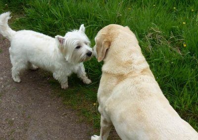 dogs saying hi