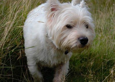 west highland terrier