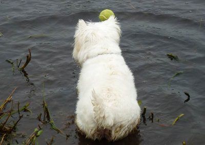 dog scared to go in water