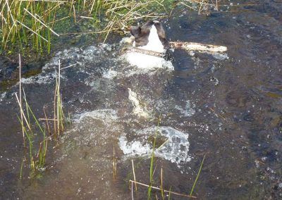 miniature bull terrier in pond