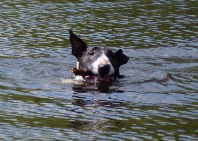 miniature bull terrier swimming