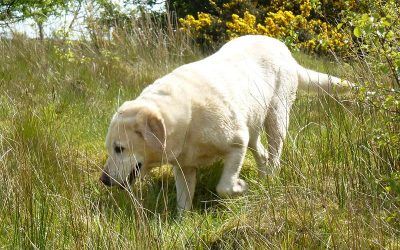 Team leader Bonnie! old golden labrador