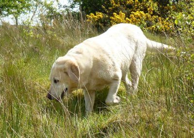 old golden labrador