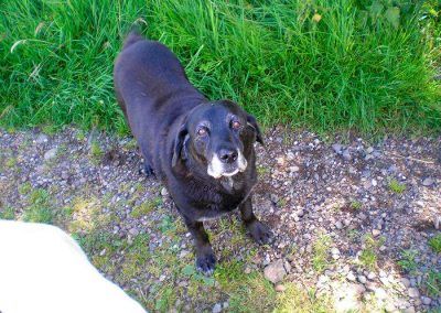 Bes the black lab