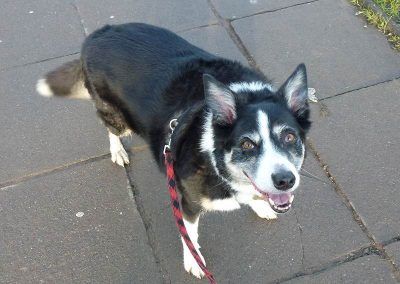 Bes the collie