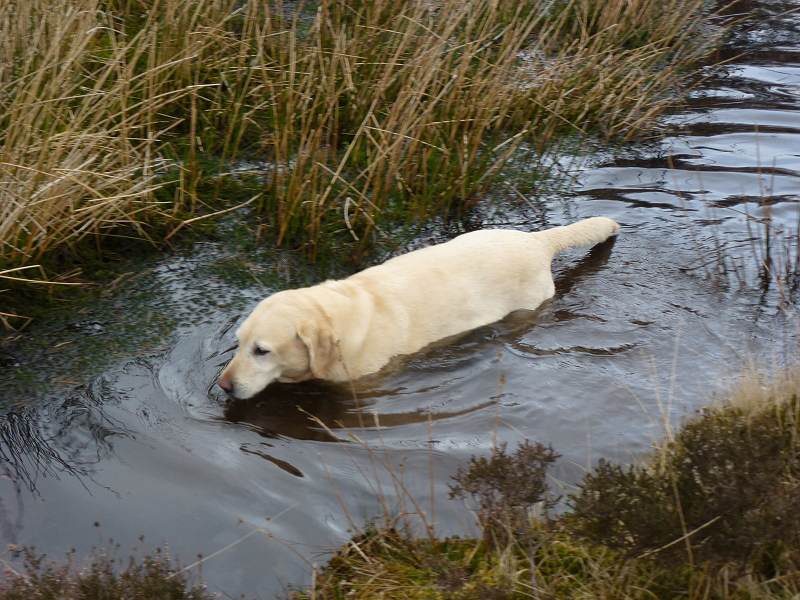 our dogs bonnie Labrador swimming