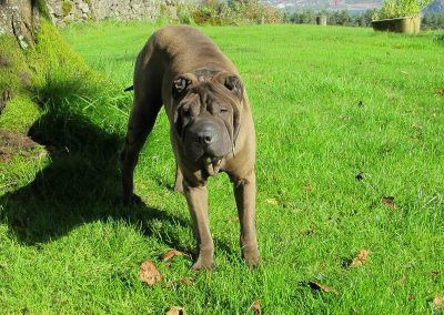 Shar pei on grass