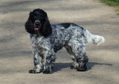 Blue cocker spaniel